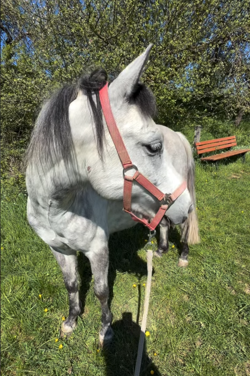 Pferd auf der Wiese
